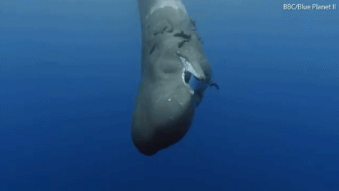 海洋正遭到塑料垃圾的污染